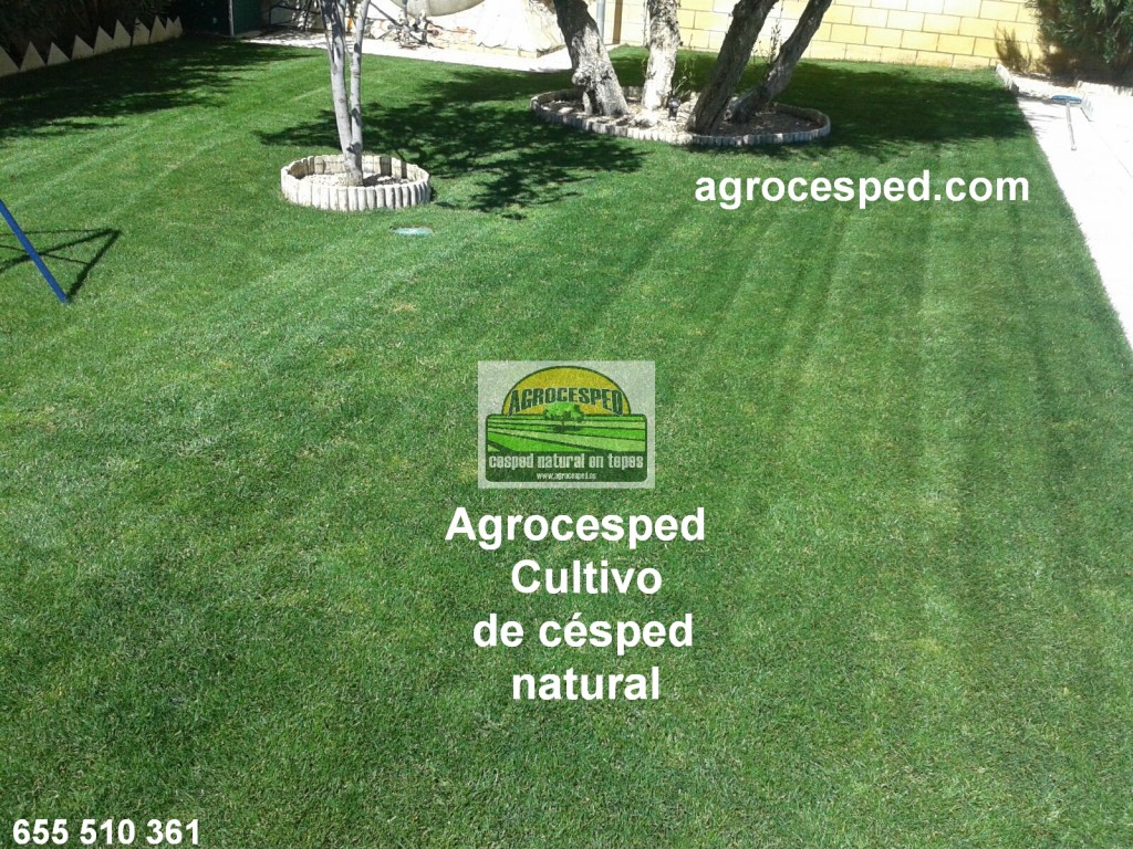 Césped natural Agrocesped
